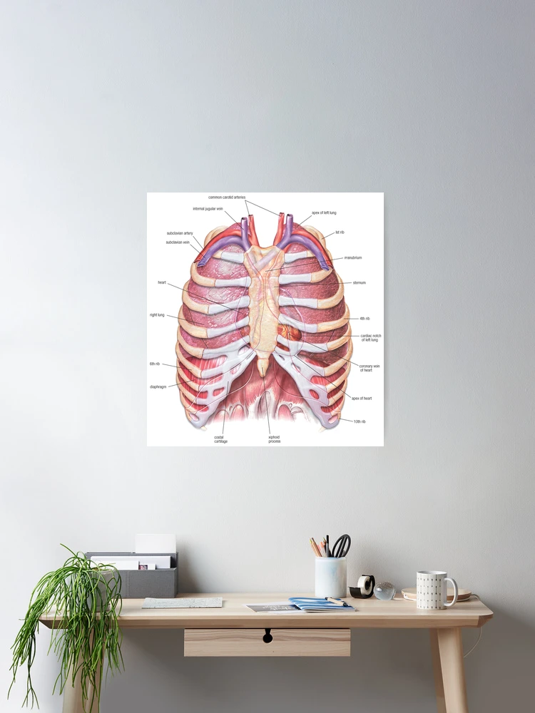 Chest Anatomy - Human Body Poster for Sale by Hoorahville