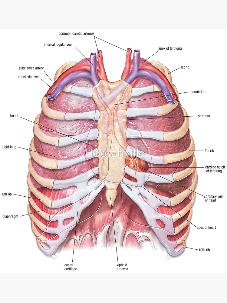 Internal Normal Anatomy Of The Chest