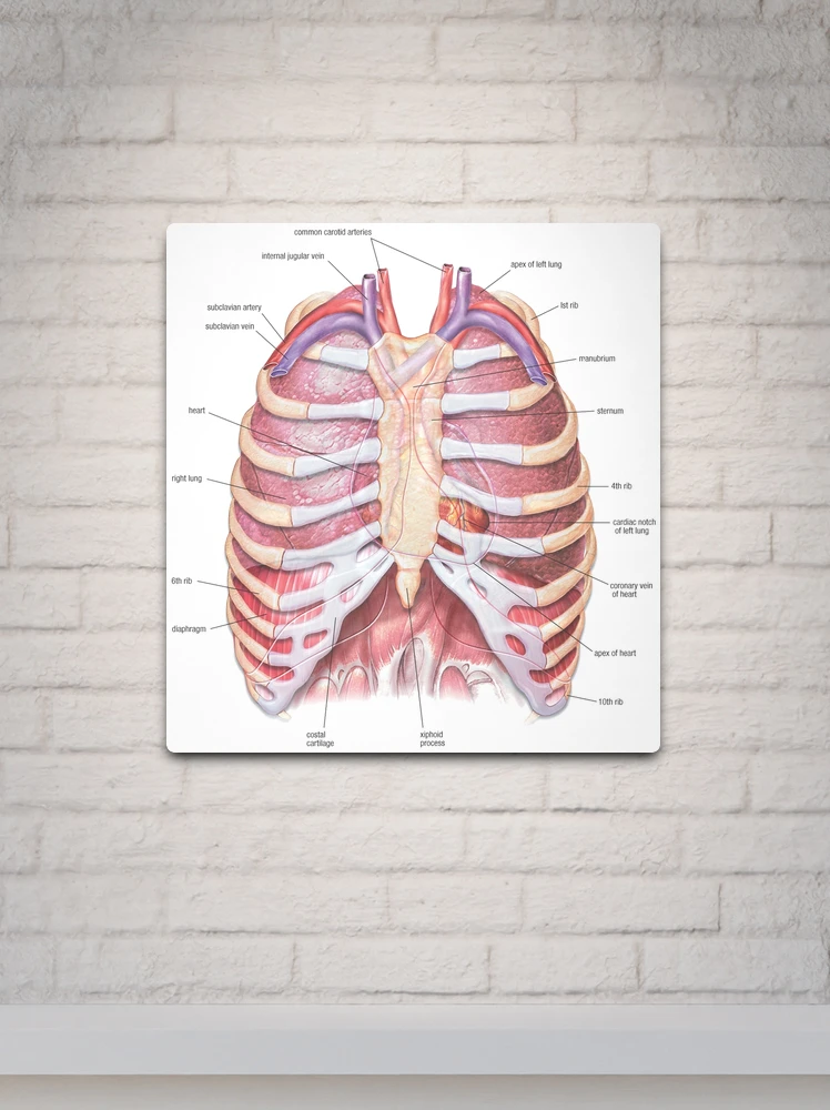 ANATOMY PRINT, Male Chest Anatomy Poster, Human Body Chart, Ribs Poster,  Medical Print, Anatomical Drawing, Vintage Human Anatomy -  Israel