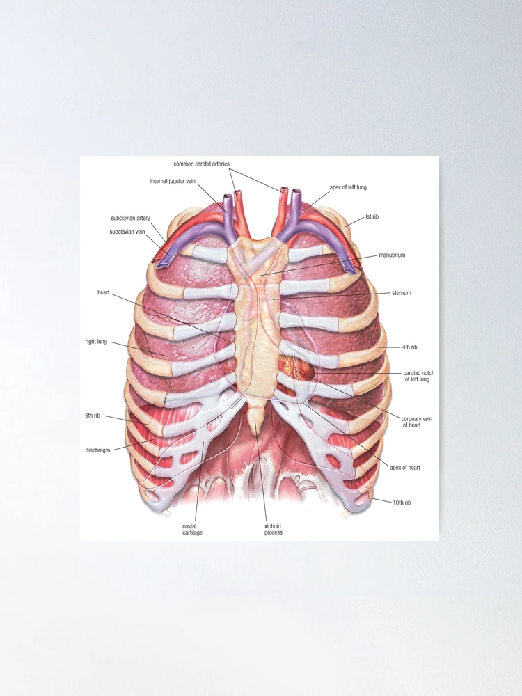 Huesos Del Pecho Anatoma Humana Diagrama Mdico Infogrfico Vector