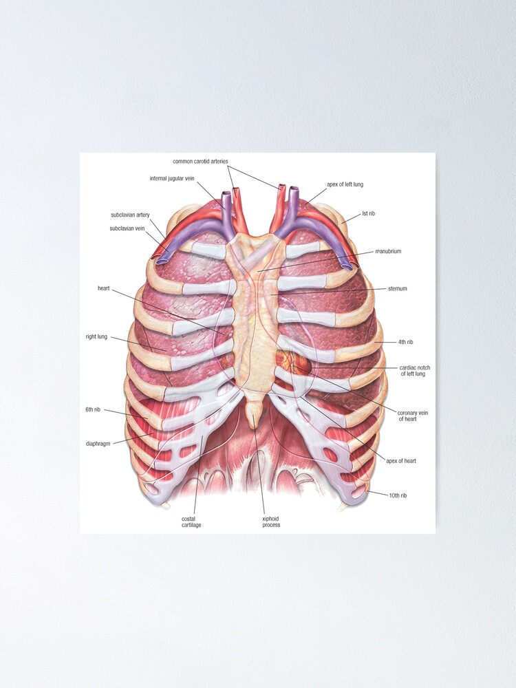Chest Anatomy - Human Body Poster for Sale by Hoorahville