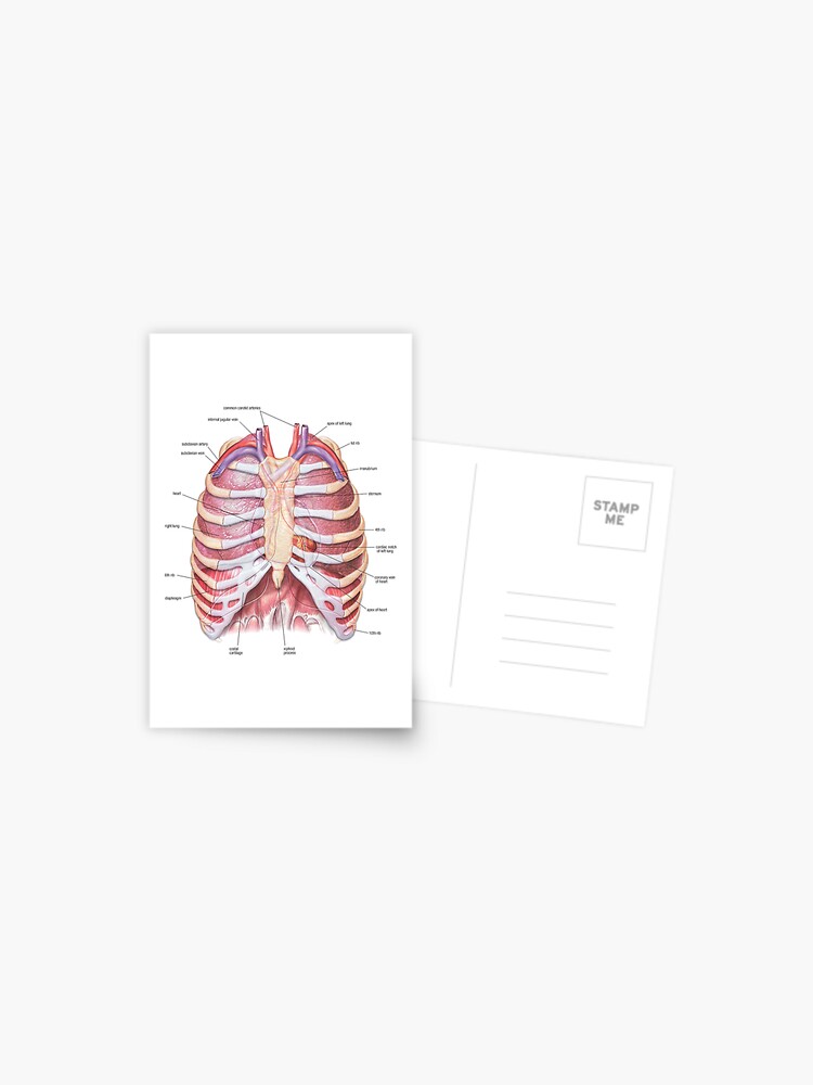 Chest Anatomy - Human Body Poster for Sale by Hoorahville