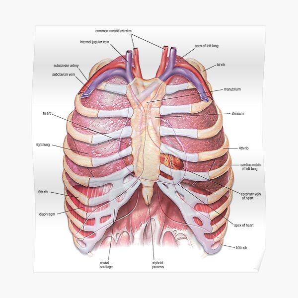 "Chest Anatomy - Human Body" Poster by Hoorahville | Redbubble