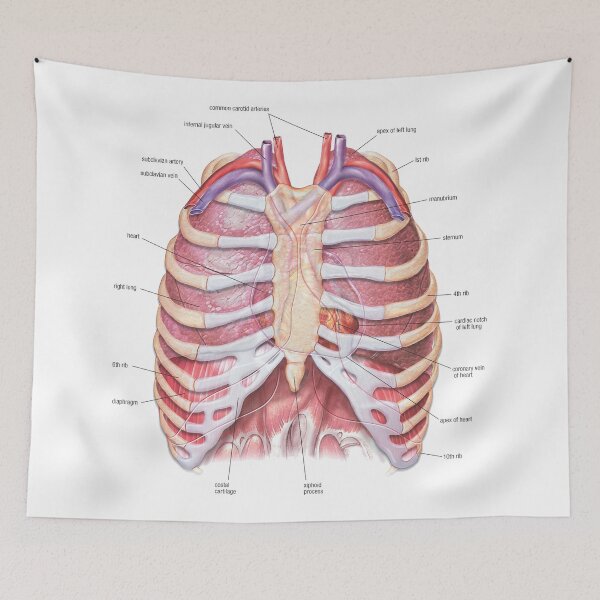 Item preview, Chest Anatomy - Human Body designed and sold by Hoorahville.