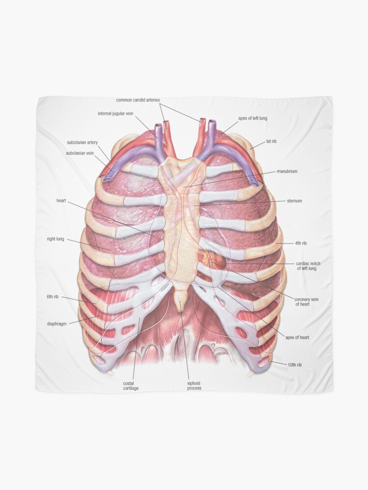 Chest Anatomy - Human Body Scarf for Sale by Hoorahville