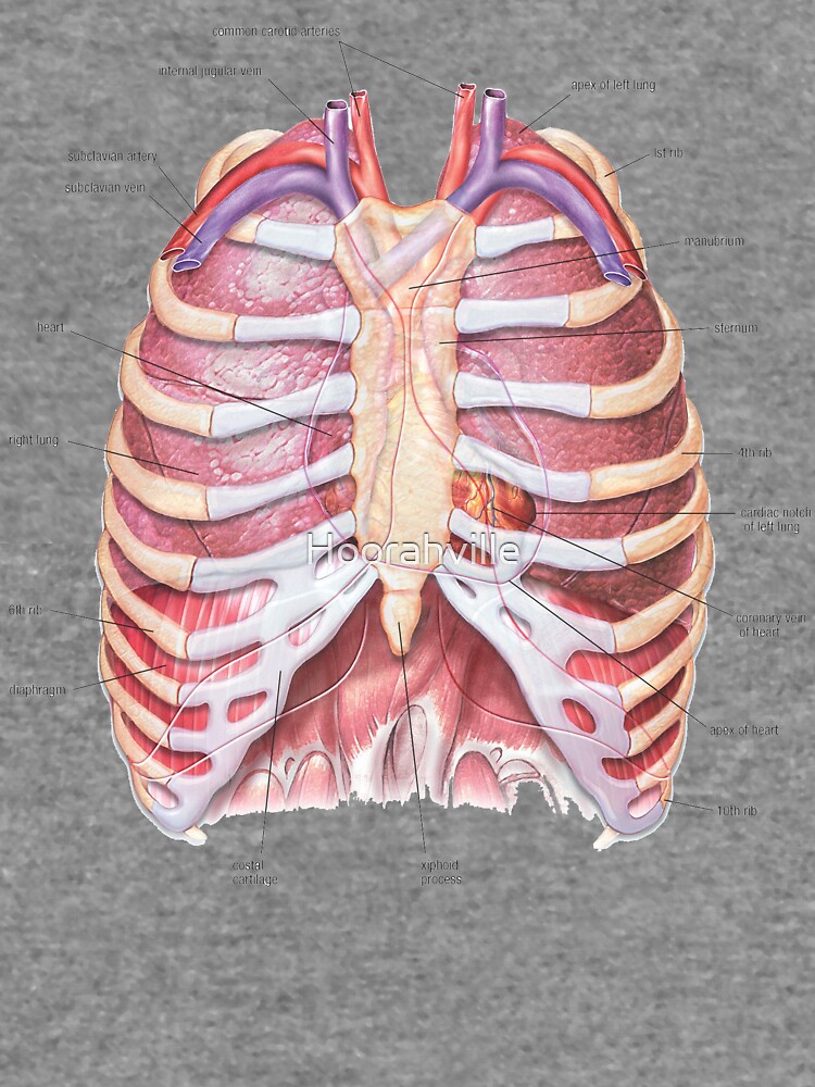 Chest Anatomy - Human Body Lightweight Hoodie for Sale by Hoorahville