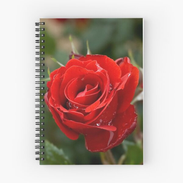 Artikelvorschau, Tränen einer Rose entworfen und verkauft von Irene Scales.