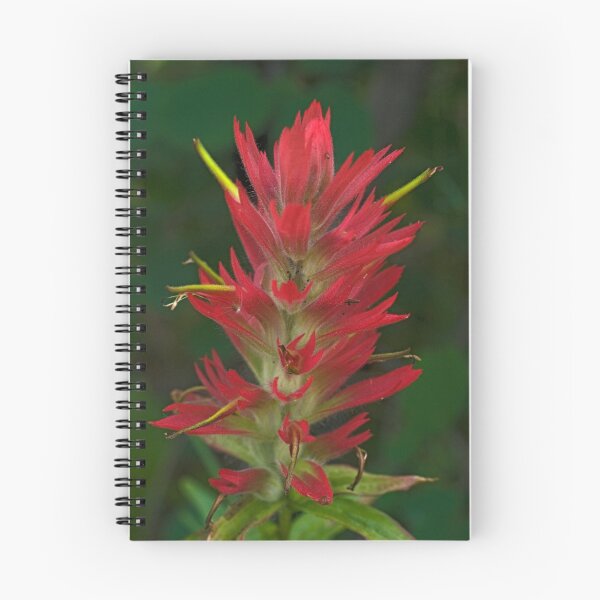 Item preview, Indian Paintbrush designed and sold by Bryan Spellman.