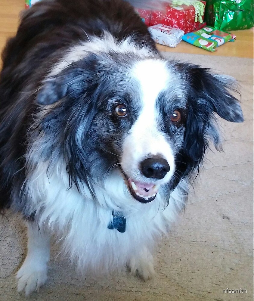 Blue Merle Border Collie Australian Shepherd Cross Giving Eye By