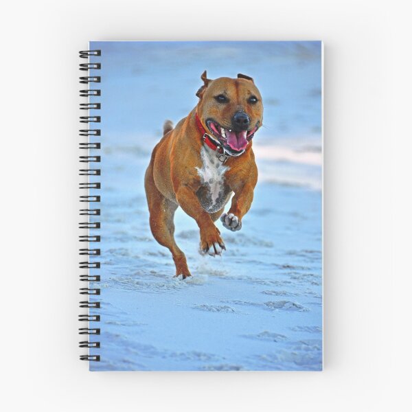 Item preview, Bindi  designed and sold by scottsphotos.