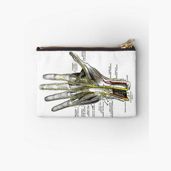 Item preview, Deep Palmer Nerves. (Volar interosseous) designed and sold by timothybeighton.
