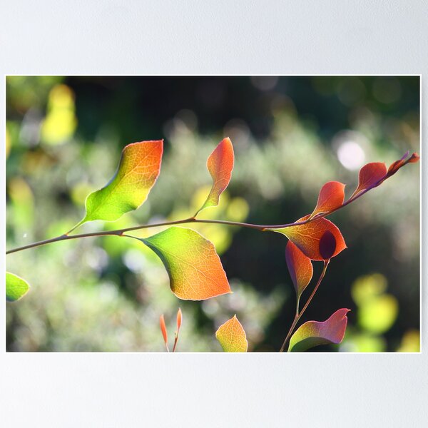 Item preview, Native Colours.. designed and sold by Annmb78.