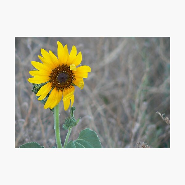 Item preview, Golden Sunflower designed and sold by ginnymac.