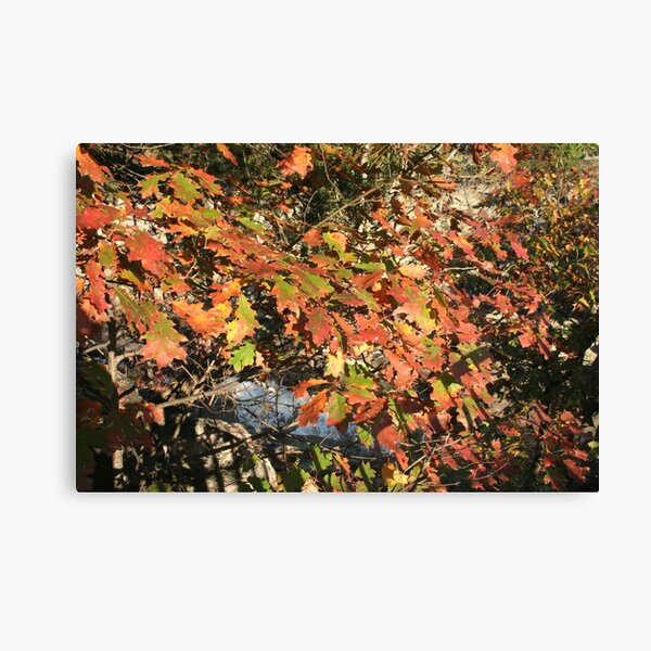 Leaves over the Potomac Canvas Print