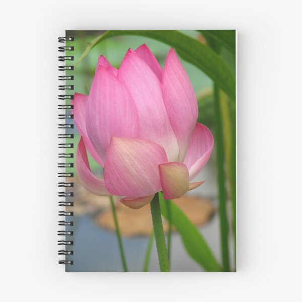Item preview, Pink Lotus designed and sold by NatureGreeting Cards ©ccwri.