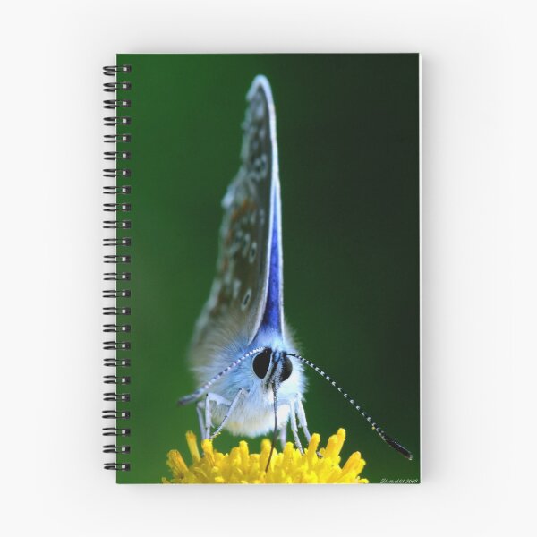 Item preview, Common Blue Butterfly designed and sold by Ian Chapman.