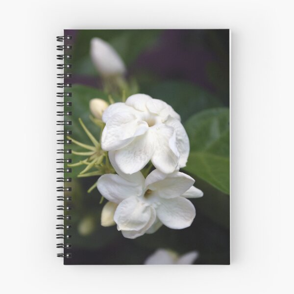 Artikelvorschau, White Jasmin entworfen und verkauft von Stormygirl.