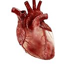 «Heart» de paleoarteymas