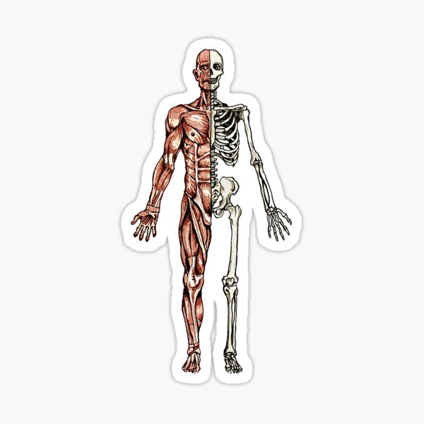 Half & Half Man Sticker