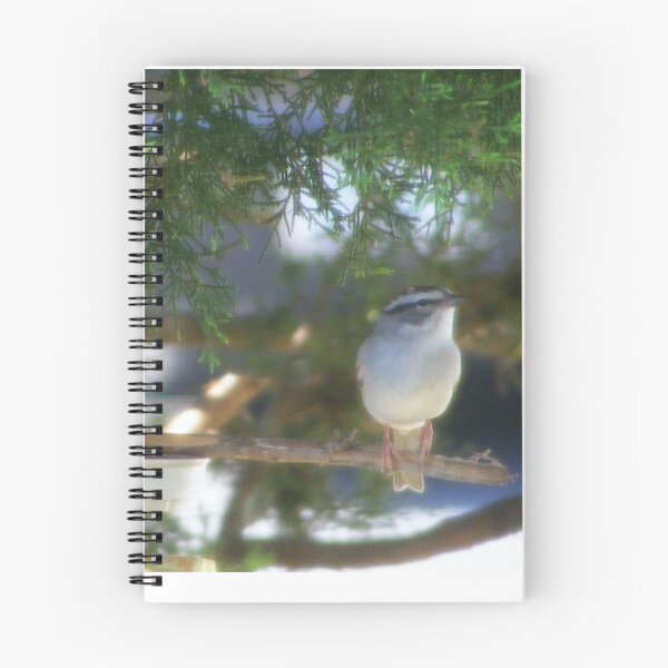 Item preview, Li'l Bird Rests on Birdfeeder designed and sold by kristalcurt.
