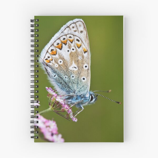 Item preview, Common Blue Butterfly designed and sold by David Lewins.