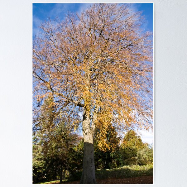 Item preview, Tree designed and sold by jamence.