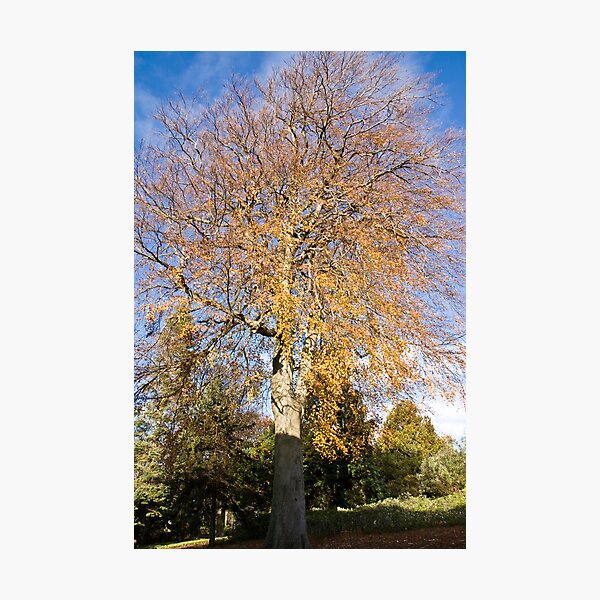 Aperçu de l'œuvre Tree créée et vendue par jamence.
