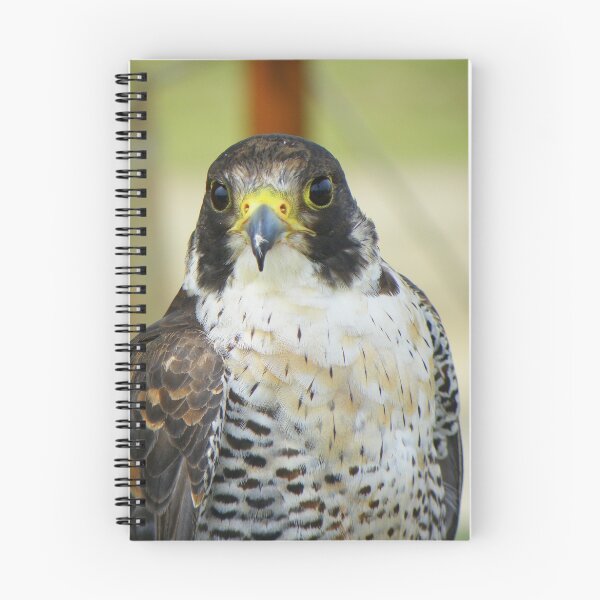 Item preview, Peregrine Falcon designed and sold by Rob Parsons (Just a Walker with a Camera).