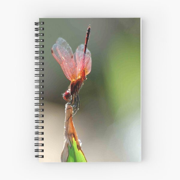 Item preview, THE BALLERINA - Red Basket dragon fly designed and sold by Magriet Meintjes.