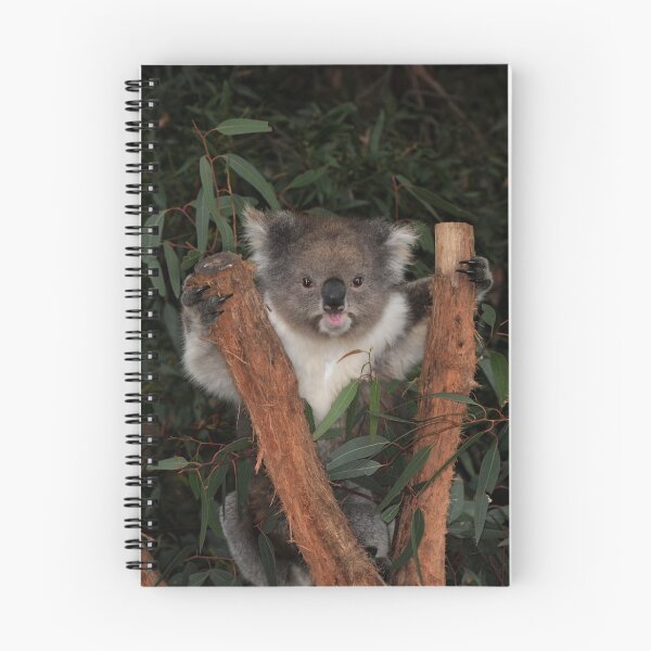 Item preview, Koala - Australia's Star Performer designed and sold by Mark Elshout.