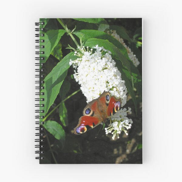 Item preview, European peacock butterfly (Inachis io) on white butterfly bush (buddleia) designed and sold by Philip Mitchell.