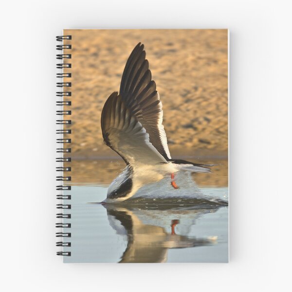 Item preview, Diving Black Skimmer designed and sold by David Orias.