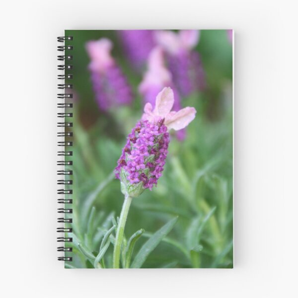 Item preview, rose-coloured lavender designed and sold by picketty.