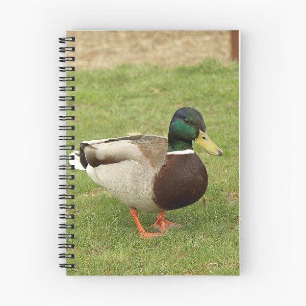 Item preview, Mr Duck designed and sold by Mel Preston.