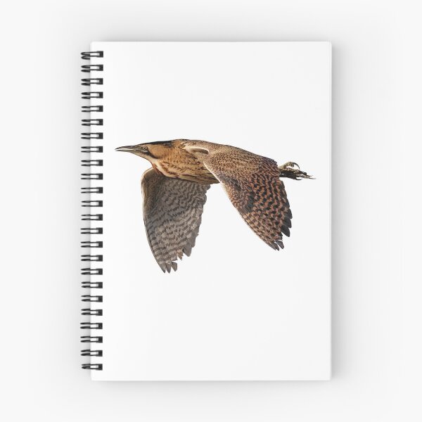 Artikelvorschau, Europäische Rohrdommel (Botaurus stellaris) entworfen und verkauft von Richard Nicoll Photography.