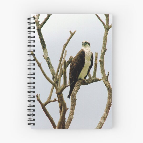 Item preview, Osprey in tree designed and sold by Larry  Grayam.