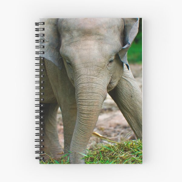 Artikelvorschau, Elephant Close Up entworfen und verkauft von Charuhas  Images.
