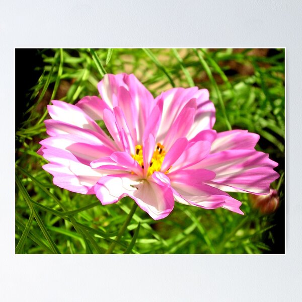 Item preview, Beautiful Cosmos designed and sold by sermelis.