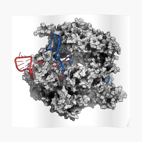 CRISPR - CAS9 gene editing complex Poster