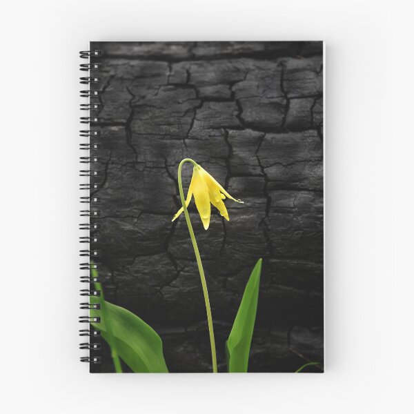 Item preview, Glacier Lilly designed and sold by Christopher Barker.