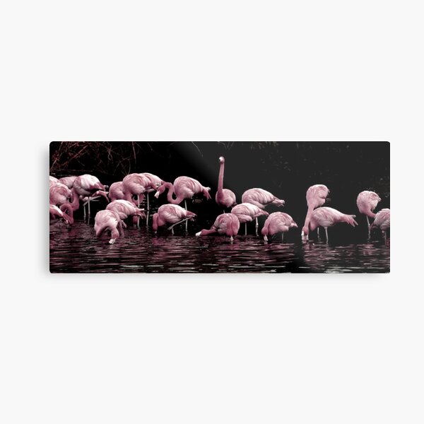Pale Pink Panorama Metal Print