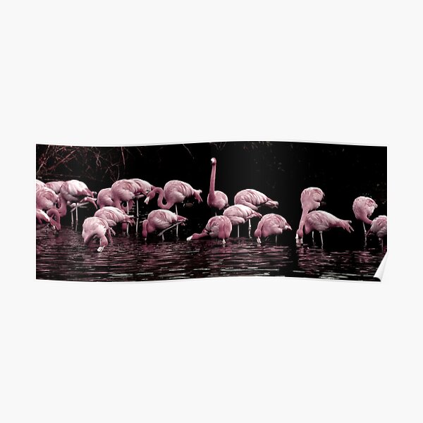 Pale Pink Panorama Poster