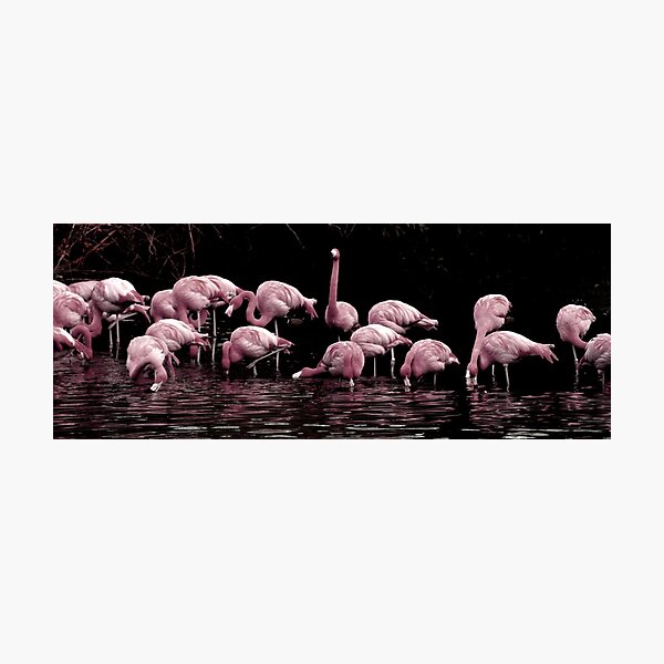 Pale Pink Panorama Photographic Print