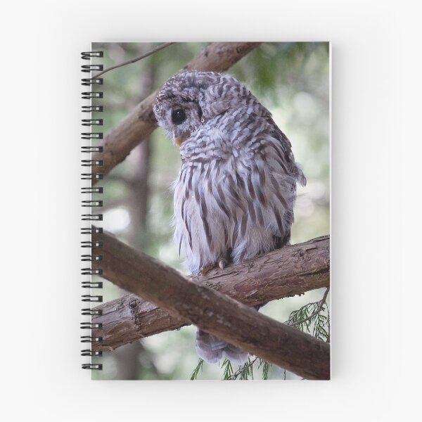 Item preview, Baby Owl designed and sold by toby snelgrove  IPA.