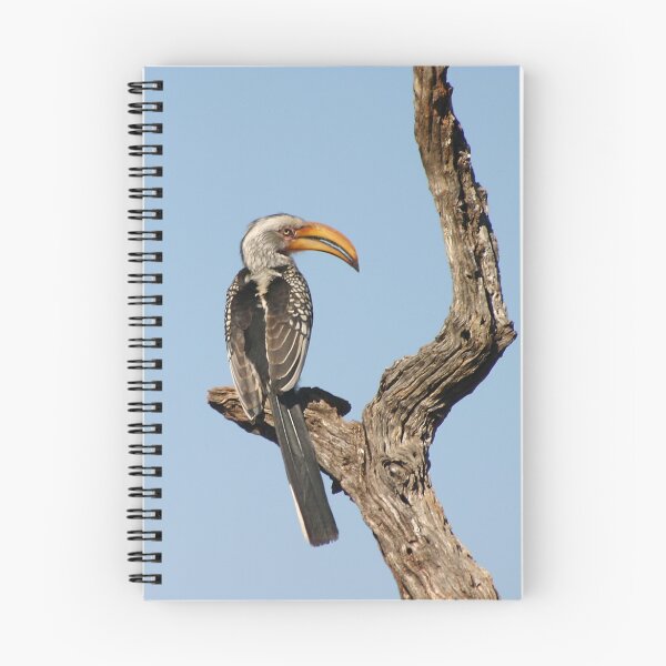 Aperçu de l'œuvre Yellow Billed Hornbill créée et vendue par Debbie Schiff.