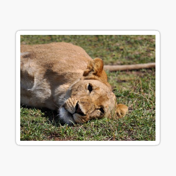 Item preview, lioness Africa portrait designed and sold by Schoensl.