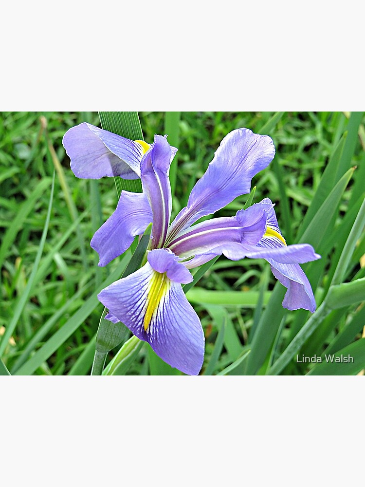 Lámina rígida «Iris salvaje violeta claro» de Covecritters | Redbubble Lámina rígida «Iris salvaje violeta claro» de Covecritters | Redbubble