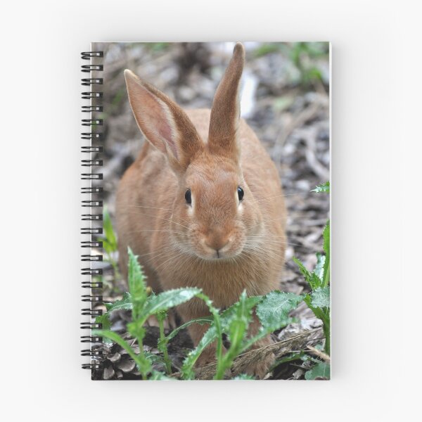 Item preview, Rabbit designed and sold by Jocelyne Phillips.