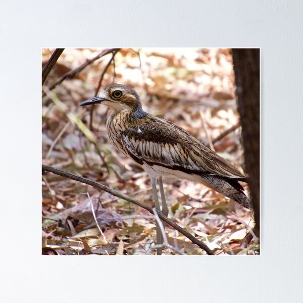 Item preview, NT ~ CURLEW ~ Bush Stone-Curlew mKMc2bvW by David Irwin ~ WO designed and sold by tasmanianartist.