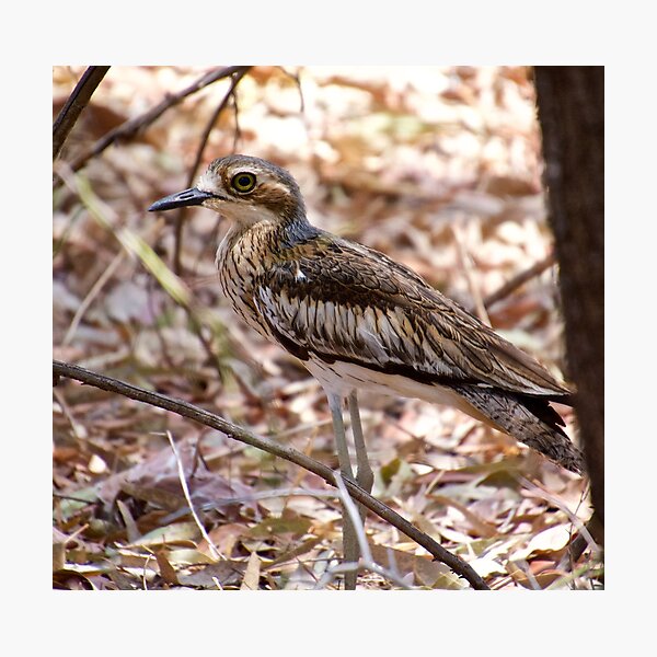 Item preview, NT ~ CURLEW ~ Bush Stone-Curlew mKMc2bvW by David Irwin ~ WO designed and sold by tasmanianartist.